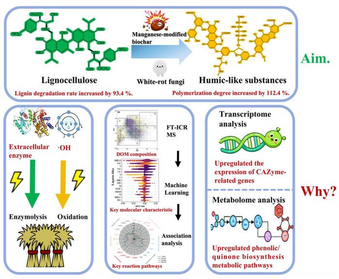 Manganese-modified biochar enhances white-rot fungi-mediated lignocellulose humification: insights from molecular transformation and multi-omics analyses