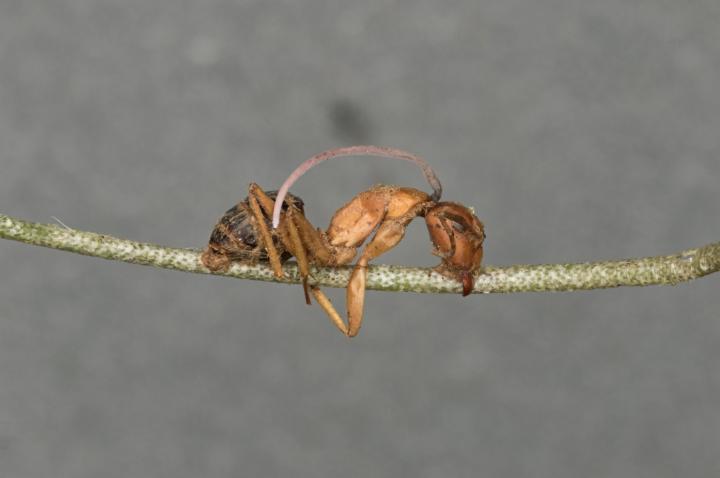 An Infected Ant