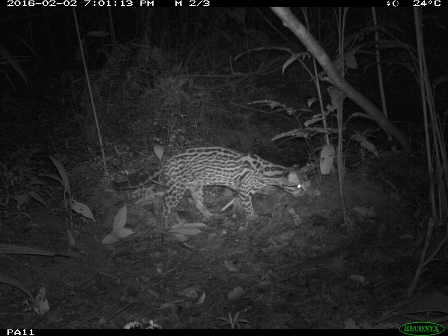 Ocelot