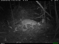 Ocelot