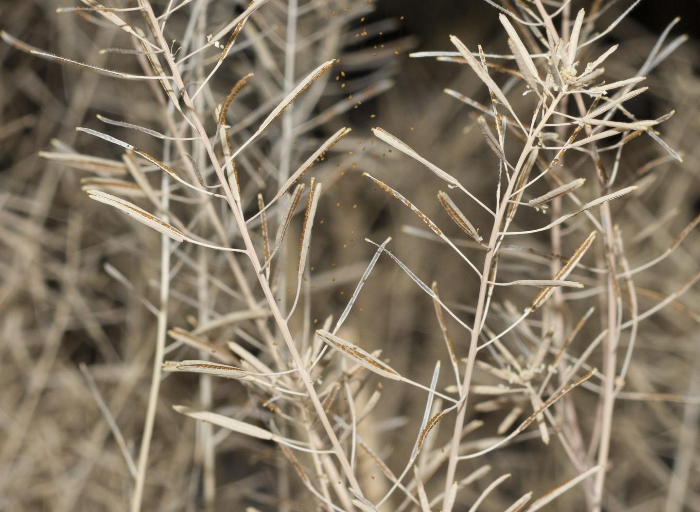 Rapid Evolution Helps Plants Disperse in Disrupted Environments (1 of 2)