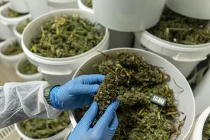 Making scents of cannabis: how cannabis cultivar and preparation methods influence aroma