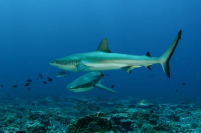 Gray Reef Sharks