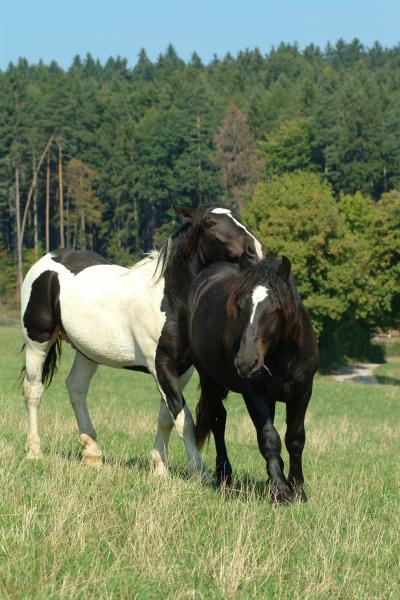 Ventilation of Horses Requires Specialized Equipment