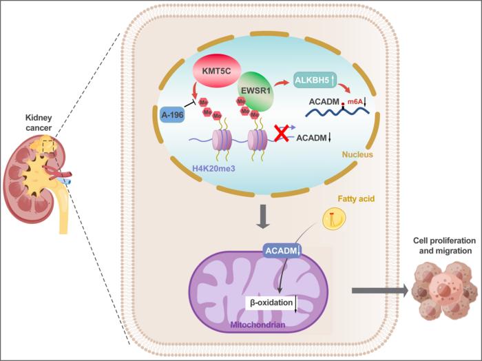 KMT5C-mediated H4K20me3 recruits EWSR1 to propel clear cell renal cell carcinoma progression via regulating ACADM transcription and m6A modification