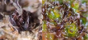 wet and dry moss