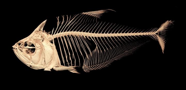 <i>Roeboides affinis</i> Scan