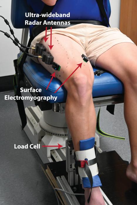 Ultra-wideband radar measures muscle force in moving leg.