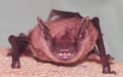 Bat Emitting Sounds