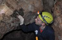 Swabbing Bats