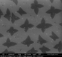 Microscope Image -- Seeds