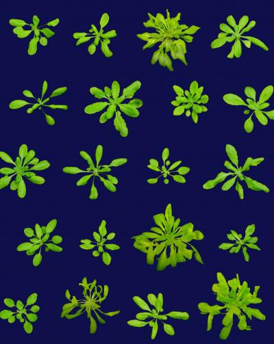 Genetic Diversity Within a Species