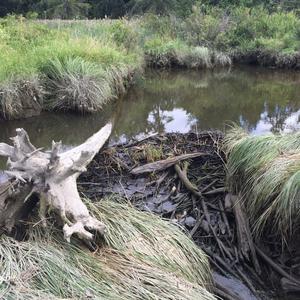 Beaver in tidal habitat: Examples from the Pacific Northwest