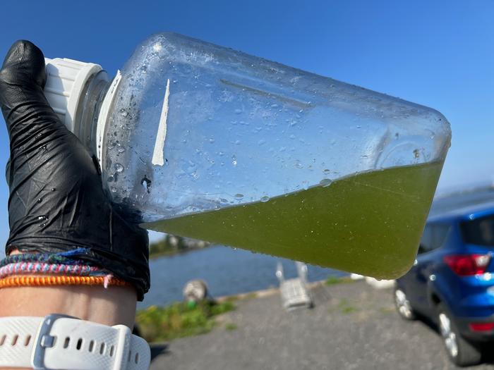 Cyanobacteria sample