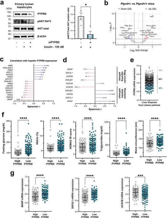 Impaired PTPRD expression blunts insulin signalling via the unfolded protein response.