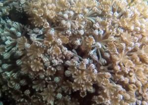 The soft coral Xenia umbellate