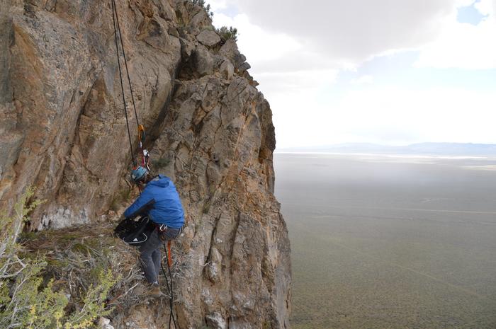 Returning eagle nestling to nest