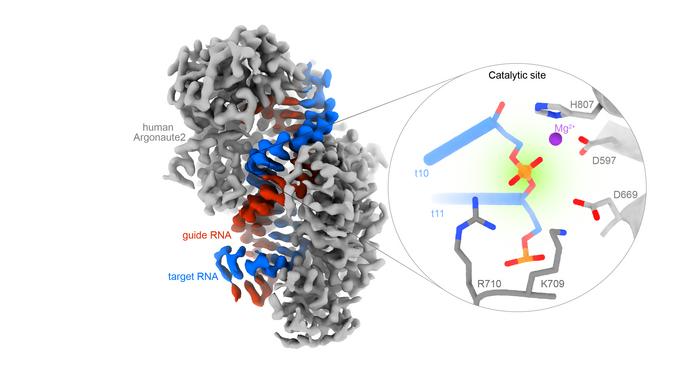 Molecular scissors caught in action: A structural blueprint for RNA ...