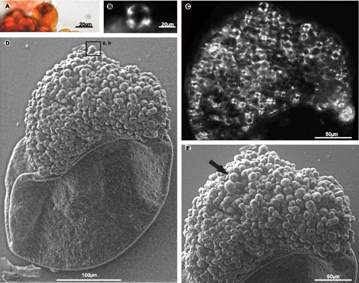 Figure 2 from Liu et al.