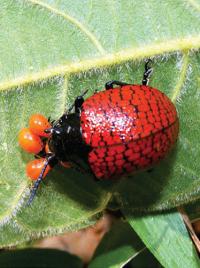 <i>D. reticulata</i>
