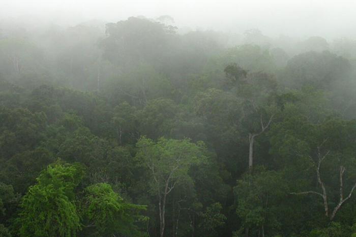 Rainforest in Brazil