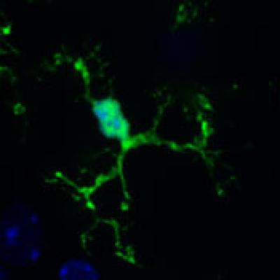 Microglia