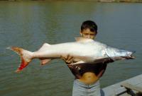 Gilded Catfish