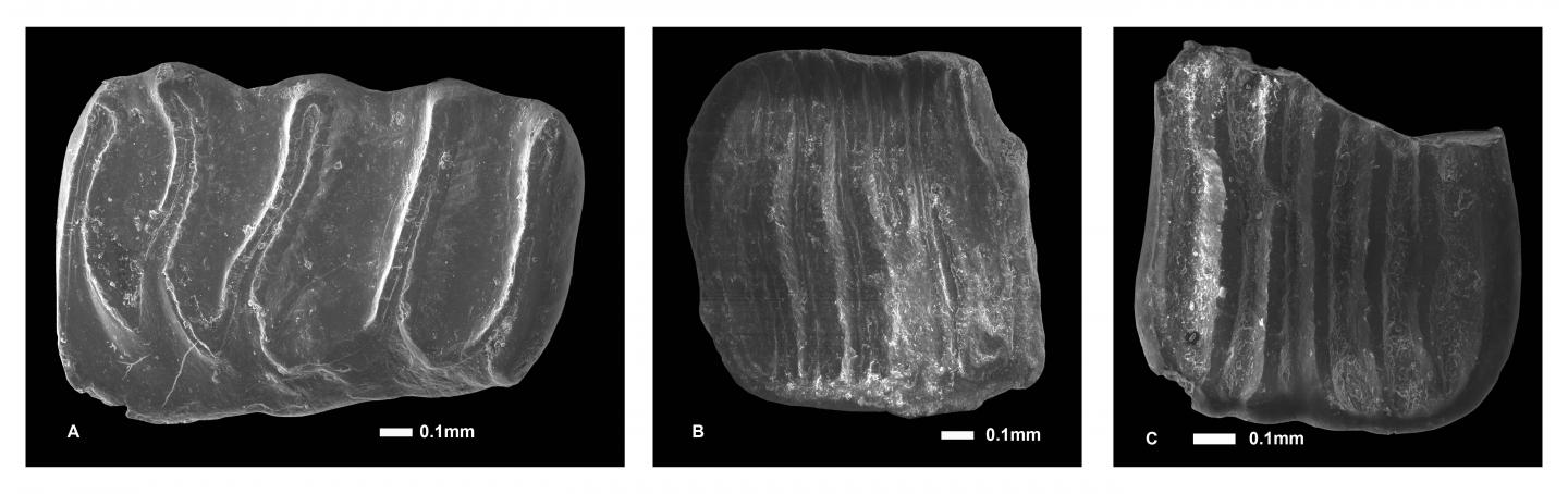 Hazel Dormouse's Fossils