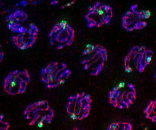 Meiotic Nuclei