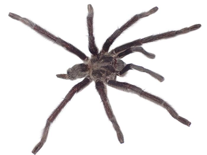 Satyrex arabicus, male