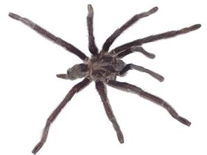 Satyrex arabicus, male