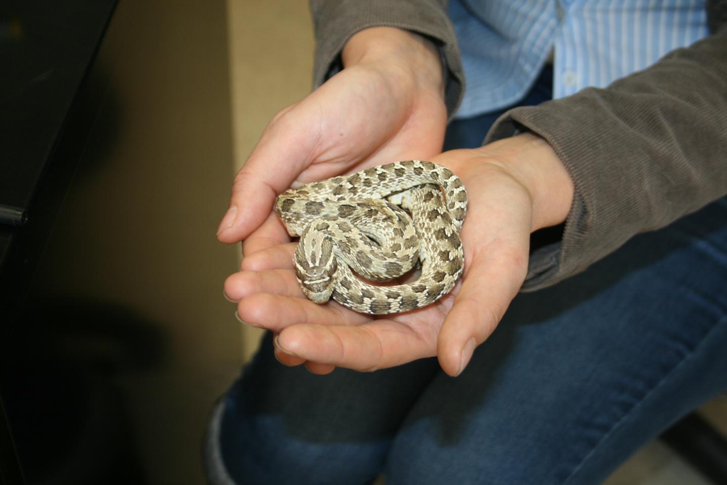 Scientists Find More Snake Species Than Previously Thought Possess Toxin Resistance