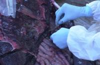 Melon-headed Whale Samples