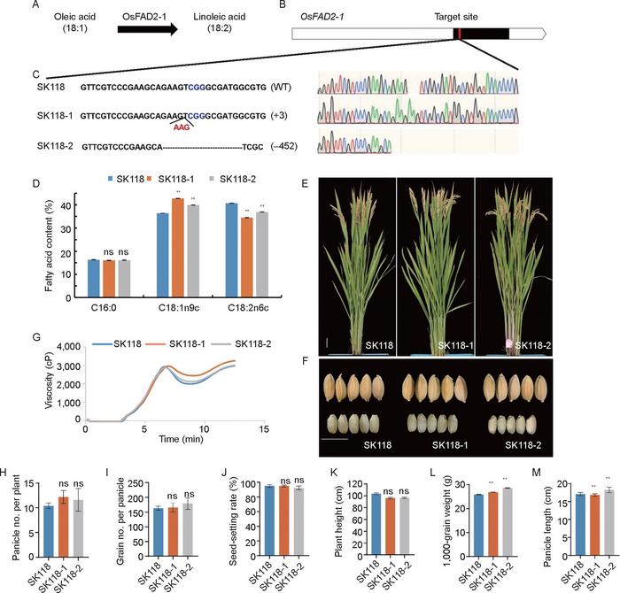 Fig. 1. Knockout of OsFAD2 by CRISPR/Cas9 method produces rice grains with high oleic content.