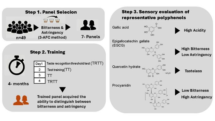 Sensory evaluation system reveals how polyphenol structures shape taste perception