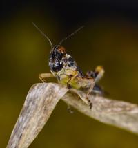 Grasshopper