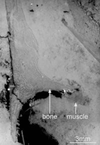 X-ray Scan of the Fossil Fish