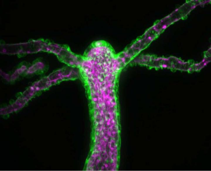 <em>Hydra vulgaris</em>