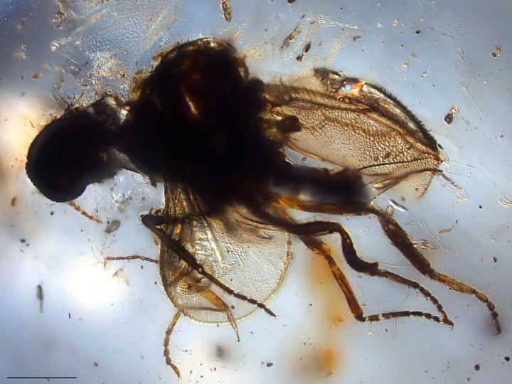 <i>Eohelea Indica</i>
