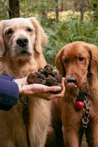 Truffle dogs