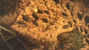 Freswater pearl mussels