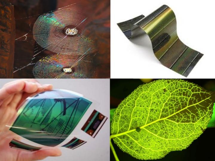 Spider Webs, Leaves and Optoelectronics, Oh My!