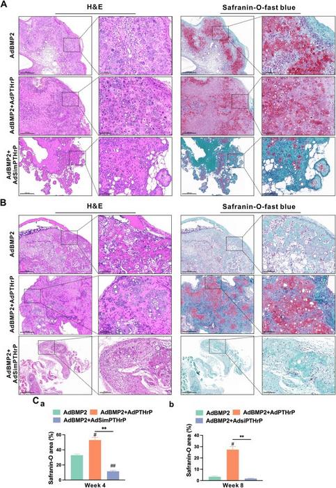 PTHrP promotes BMP2-induced chondrogenic differentiation of mesenchymal stem cells (MSCs) in vivo