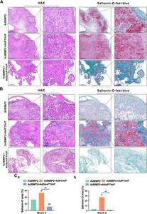 PTHrP promotes BMP2-induced chondrogenic differentiation of mesenchymal stem cells (MSCs) in vivo