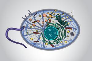 LECA reconstruction