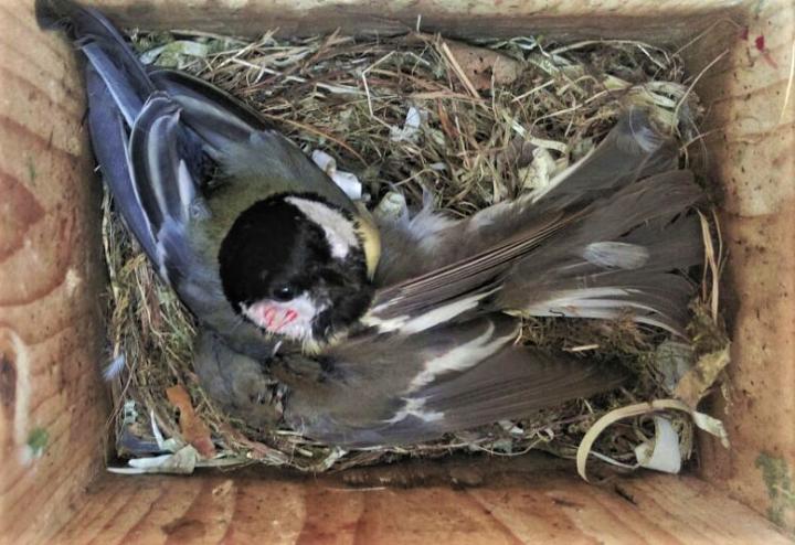 Great Tit Preying on a Pied Flycatcher