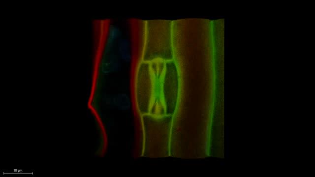 The Recipe for Especially Efficient Stomata (1 of 6)