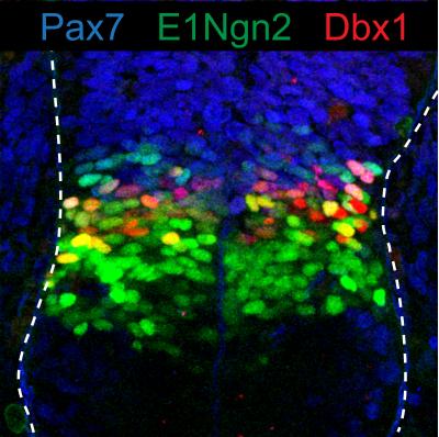 Image Colored Cells