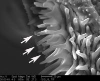 Modified Spines