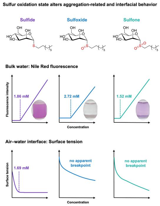 Sulfur oxidation state alters aggregation-related and interfacial behavior